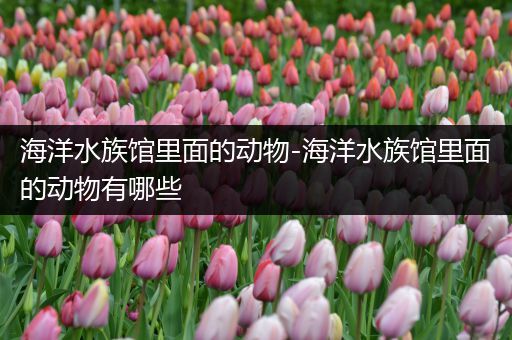 海洋水族馆里面的动物-海洋水族馆里面的动物有哪些