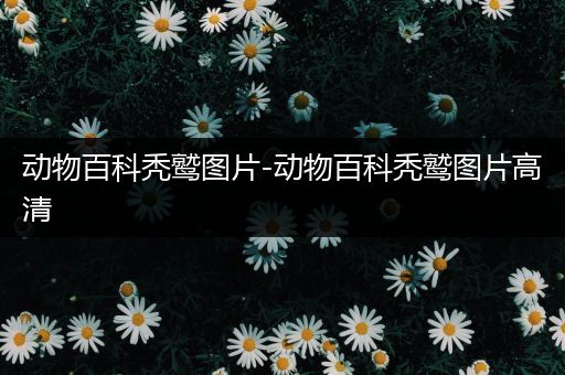 动物百科秃鹫图片-动物百科秃鹫图片高清