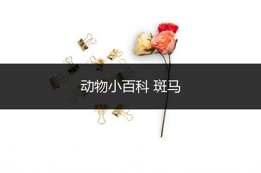 动物小百科 斑马