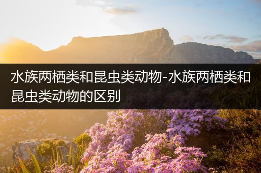 水族两栖类和昆虫类动物-水族两栖类和昆虫类动物的区别