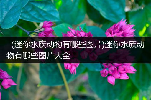 （迷你水族动物有哪些图片)迷你水族动物有哪些图片大全
