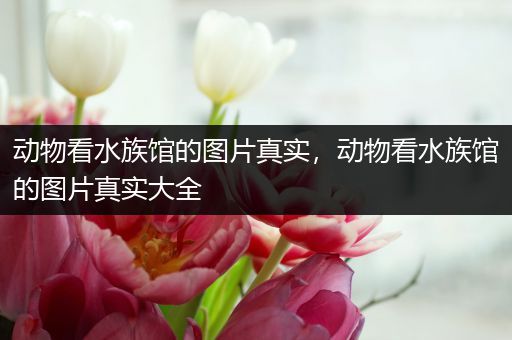 动物看水族馆的图片真实，动物看水族馆的图片真实大全