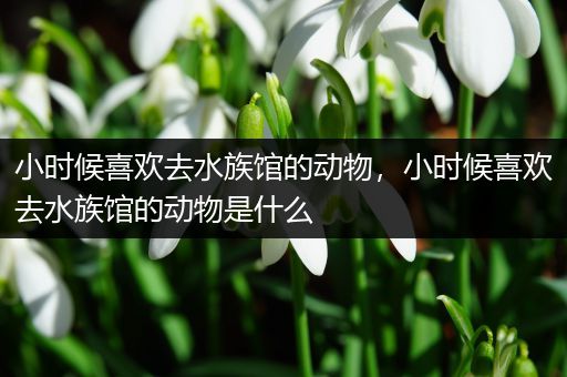 小时候喜欢去水族馆的动物，小时候喜欢去水族馆的动物是什么