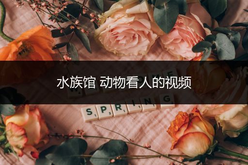 水族馆 动物看人的视频