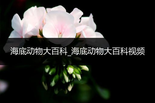 海底动物大百科_海底动物大百科视频