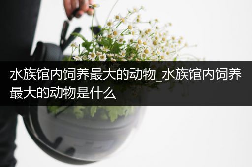 水族馆内饲养最大的动物_水族馆内饲养最大的动物是什么