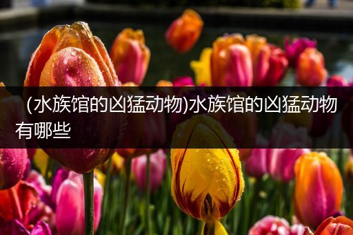 （水族馆的凶猛动物)水族馆的凶猛动物有哪些