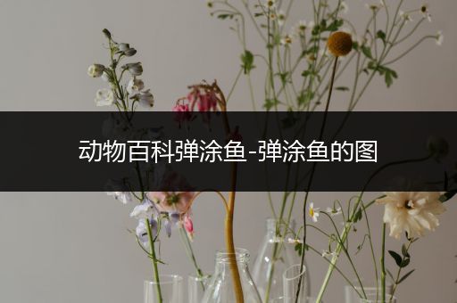 动物百科弹涂鱼-弹涂鱼的图