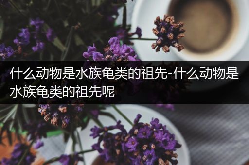 什么动物是水族龟类的祖先-什么动物是水族龟类的祖先呢