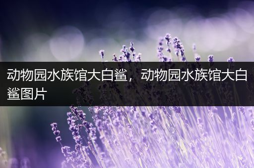 动物园水族馆大白鲨，动物园水族馆大白鲨图片