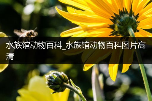 水族馆动物百科_水族馆动物百科图片高清