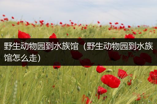 野生动物园到水族馆（野生动物园到水族馆怎么走）