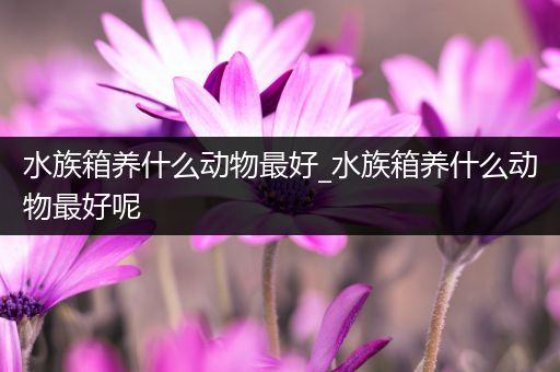 水族箱养什么动物最好_水族箱养什么动物最好呢