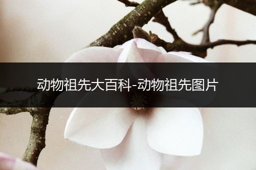 动物祖先大百科-动物祖先图片