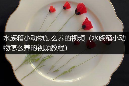 水族箱小动物怎么养的视频（水族箱小动物怎么养的视频教程）