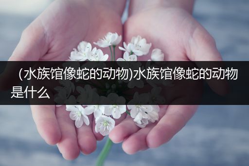 （水族馆像蛇的动物)水族馆像蛇的动物是什么
