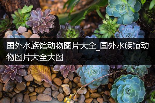 国外水族馆动物图片大全_国外水族馆动物图片大全大图