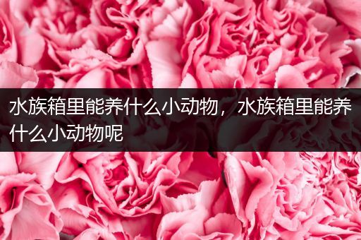 水族箱里能养什么小动物，水族箱里能养什么小动物呢