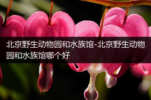 北京野生动物园和水族馆-北京野生动物园和水族馆哪个好
