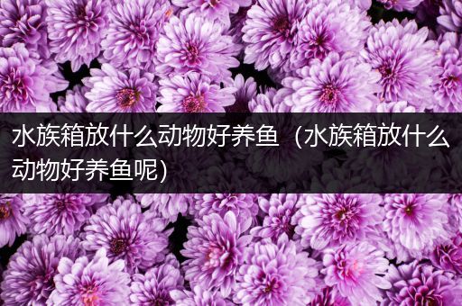 水族箱放什么动物好养鱼（水族箱放什么动物好养鱼呢）