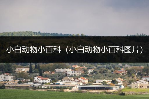 小白动物小百科（小白动物小百科图片）