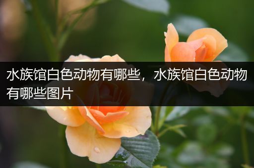 水族馆白色动物有哪些，水族馆白色动物有哪些图片