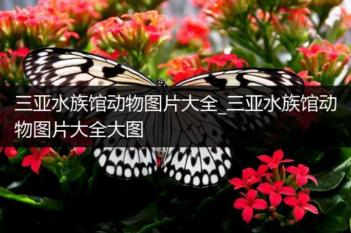 三亚水族馆动物图片大全_三亚水族馆动物图片大全大图