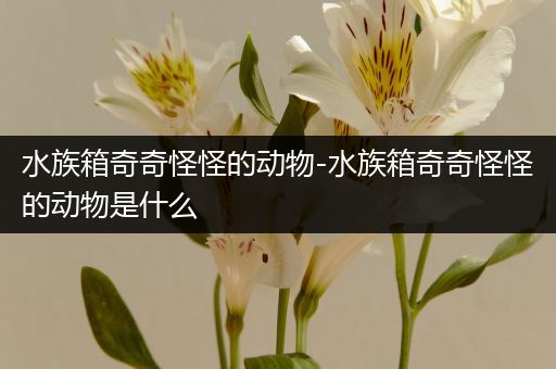 水族箱奇奇怪怪的动物-水族箱奇奇怪怪的动物是什么