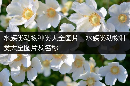 水族类动物种类大全图片，水族类动物种类大全图片及名称