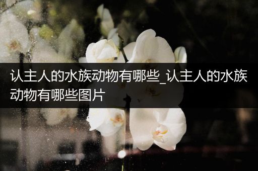 认主人的水族动物有哪些_认主人的水族动物有哪些图片