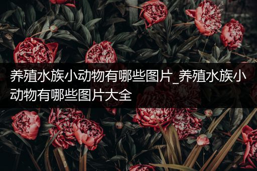 养殖水族小动物有哪些图片_养殖水族小动物有哪些图片大全
