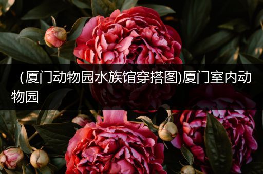 （厦门动物园水族馆穿搭图)厦门室内动物园