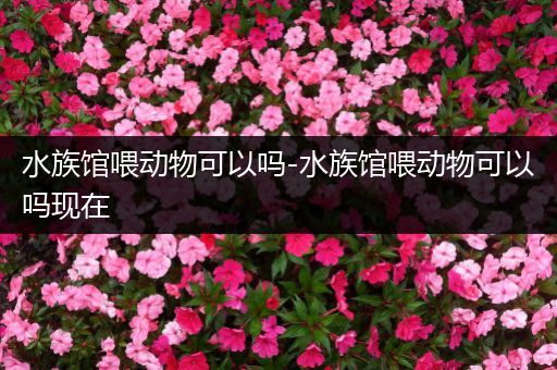 水族馆喂动物可以吗-水族馆喂动物可以吗现在