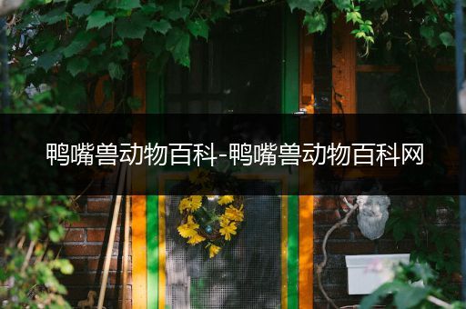 鸭嘴兽动物百科-鸭嘴兽动物百科网