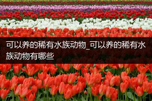 可以养的稀有水族动物_可以养的稀有水族动物有哪些