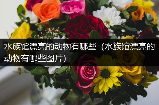 水族馆漂亮的动物有哪些（水族馆漂亮的动物有哪些图片）