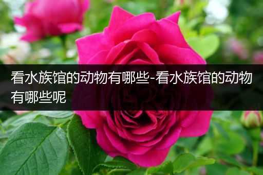 看水族馆的动物有哪些-看水族馆的动物有哪些呢