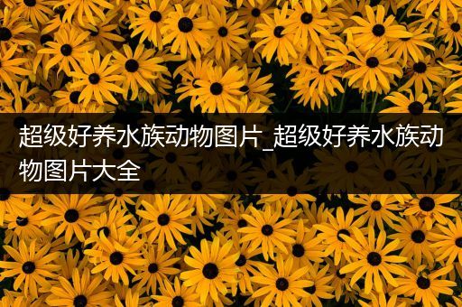超级好养水族动物图片_超级好养水族动物图片大全