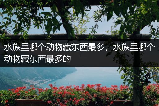 水族里哪个动物藏东西最多，水族里哪个动物藏东西最多的