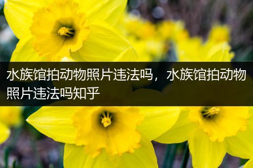 水族馆拍动物照片违法吗，水族馆拍动物照片违法吗知乎