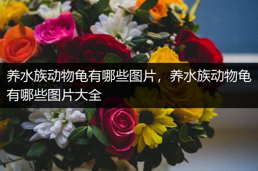 养水族动物龟有哪些图片，养水族动物龟有哪些图片大全