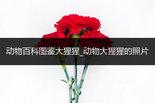 动物百科图鉴大猩猩_动物大猩猩的照片