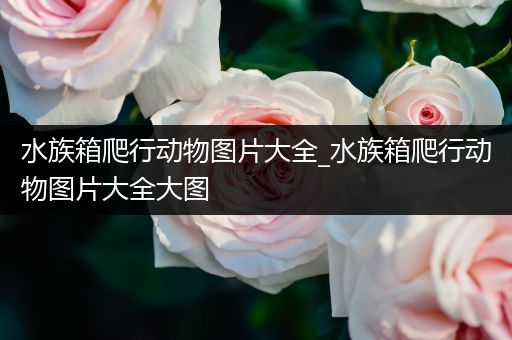 水族箱爬行动物图片大全_水族箱爬行动物图片大全大图