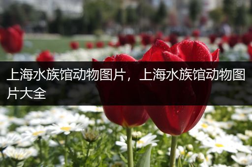 上海水族馆动物图片，上海水族馆动物图片大全