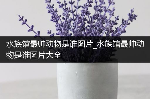 水族馆最帅动物是谁图片_水族馆最帅动物是谁图片大全