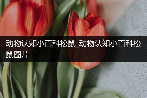 动物认知小百科松鼠_动物认知小百科松鼠图片