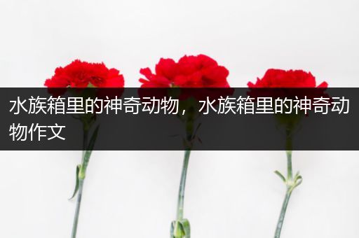 水族箱里的神奇动物，水族箱里的神奇动物作文