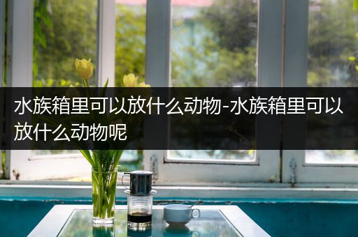 水族箱里可以放什么动物-水族箱里可以放什么动物呢