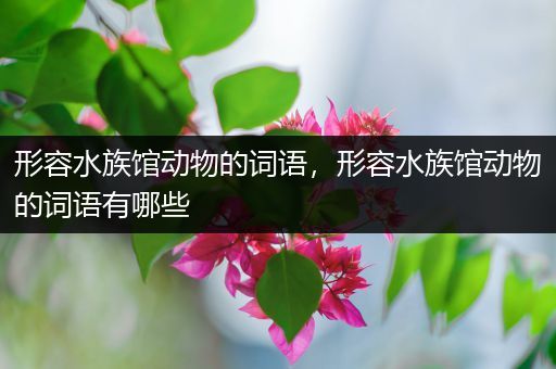 形容水族馆动物的词语，形容水族馆动物的词语有哪些