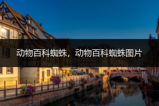 动物百科蜘蛛，动物百科蜘蛛图片